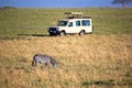 African Safari Tourists Photographing Zebra Royalty Free Stock Photo