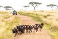 African Safari With Wildebeest Crossing Road