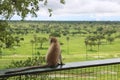 Monkey`s point of view in Tarangire Park, Tanzania. Royalty Free Stock Photo