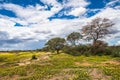 African savanna in bloom