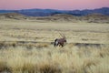 African savanna and dunes desert landscape with oryx antelope Royalty Free Stock Photo