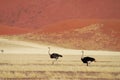 African savanna and dunes desert landscape with ostrichs, Namib desert