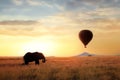 African savanna elephant at sunset in the Serengeti National Park. Africa. Wildlife of Tanzania. Artistic African image. Free copy Royalty Free Stock Photo