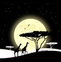 African savanna. Giraffes walking in the moon light. African safari