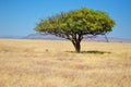 African savanna grassland landscape, acacia tree in savannah in Africa Royalty Free Stock Photo