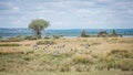 African savanna landscape with a flock of flying of crowned cranes