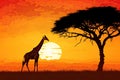 African savanna landscape with giraffe and acacia tree at sunset, Giraffe Silhouette - African Wildlife Background - Beauty in Royalty Free Stock Photo