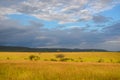 African savanna landscape, Masai Mara, Kenya, Africa Royalty Free Stock Photo