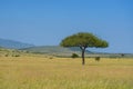 African savanna landscape, Masai Mara, Kenya, Africa Royalty Free Stock Photo