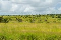 African savanna landscape Royalty Free Stock Photo