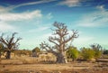 African savanna with typical baobab tree in Senegal, Africa. It's near Dakar. In the background is a blue sky