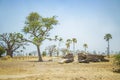 African savanna with typical trees and baobabs in Senegal, Africa. On the ground lies a fallen giant tree Royalty Free Stock Photo