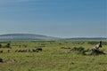 In the African savanna, vultures and hyena feast on a dead animal.