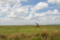 African savannah Royalty Free Stock Photo