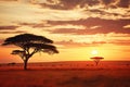 African savannah with acacia tree at sunset in Kenya, Africa, African savannah scene with acacia trees during sunset in Serengeti Royalty Free Stock Photo