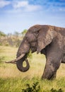 African Savannah Elephant at the Kruger National Park Royalty Free Stock Photo