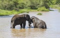 Elephant/South Africa