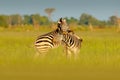 African savannah, green season. Zebras playing in the savannah. Two zebras in the green grass, wet season, Okavango delta, Moremi, Royalty Free Stock Photo