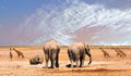 African Savannah with hazy sky, and Elephants and Giraffe`s