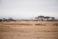 African savannah, Kenya Royalty Free Stock Photo