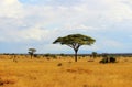 African savannah