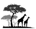 African savannah landscape with giraffe silhouettes. Royalty Free Stock Photo