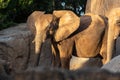 African savannah male elephants, Loxodonta africana, strolling calmly Royalty Free Stock Photo