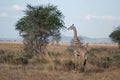 African savannah with Masai Giraffe - acacia tree Royalty Free Stock Photo