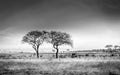 African savannah plains scenery