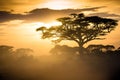 African savannah at sunrise Royalty Free Stock Photo