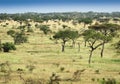 African savannah at sunrise Royalty Free Stock Photo