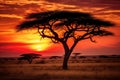 African savannah at sunset with acacia tree in Kenya, Africa, African savannah scene with acacia trees during sunset in Serengeti Royalty Free Stock Photo