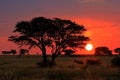 African savannah sunset with silhouetted tree Royalty Free Stock Photo