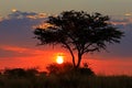 African savannah sunset with silhouetted tree Royalty Free Stock Photo