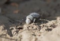 African scarab beetle feeding on soil