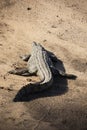 African scene of a large African crocodile on the bank of a river in the African savannah of South Africa