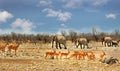 African scene with many differnet animals on the plains in Etosha