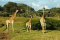 African scenery Royalty Free Stock Photo