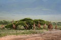 African scenery with a group of giraffes grazing.