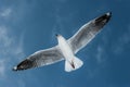 African Sea-gull photographed in mid-flight against blu sky Royalty Free Stock Photo