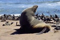 African seal Royalty Free Stock Photo
