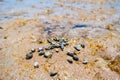 African seashells