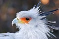 African Secretary Bird