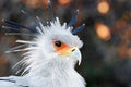 African Secretary Bird Royalty Free Stock Photo