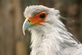 African secretary bird from close-up. Portrait Royalty Free Stock Photo