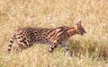 African Serval (Leptailurus serval) Royalty Free Stock Photo