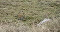 African Serval in the Serengeti