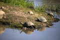 The African Shield Turtle (Pelomedusa subrufa) is a species of turtle. Royalty Free Stock Photo