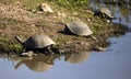 African shield turtles (Pelomedusa subrufa) live in the lakes and rivers of the African savannah Royalty Free Stock Photo