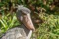 African Shoebill, Balaeniceps rex, also known as Whalehead or Shoe-billed Stork